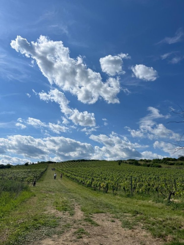 50531-Vin Festival Szikszó - Ungarn, 31.5.2025