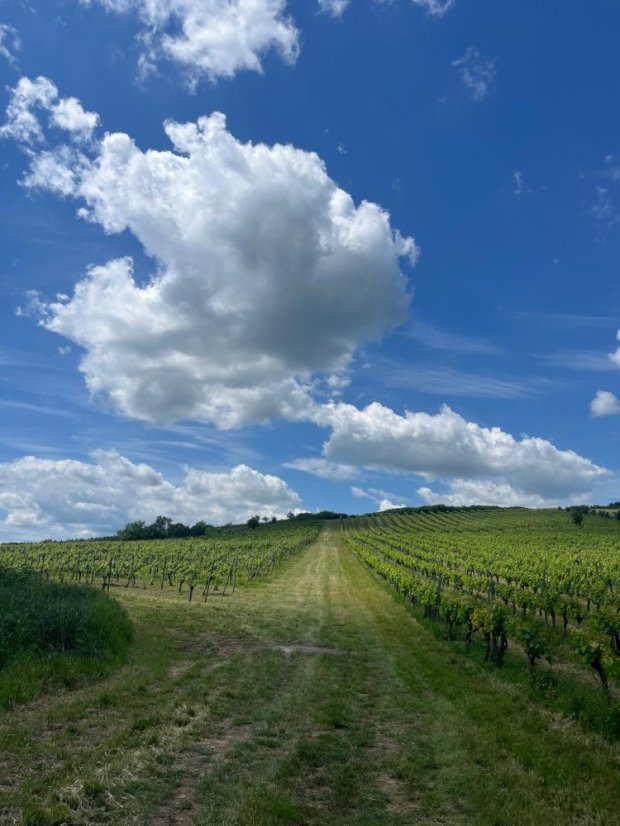 50531-Vin Festival Szikszó - Ungarn, 31.5.2025